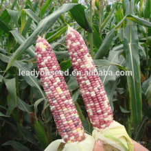 NCO03 Hunse semillas de maíz ceroso híbrido de China